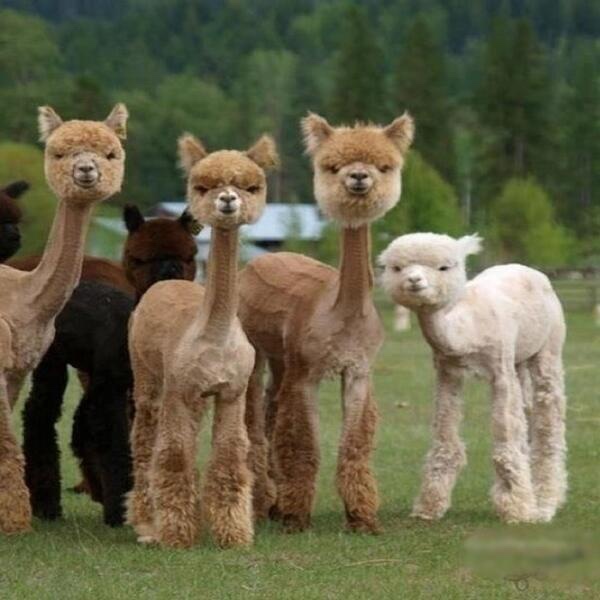 Shaved alpacas​