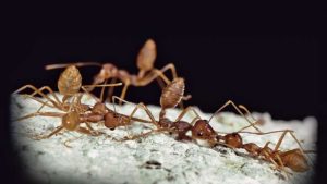 Ants team
