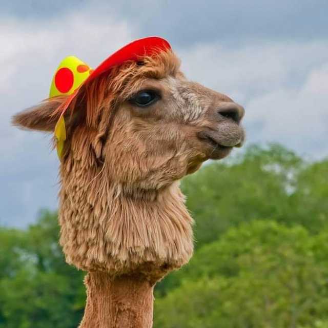 Alpaca with hat​