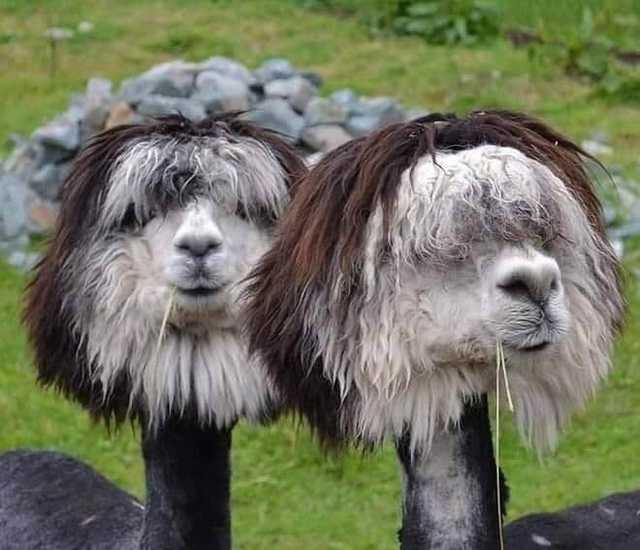 Bad hair day alpacas​