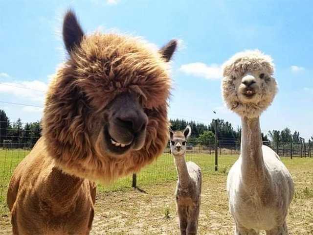 Hello from alpacas