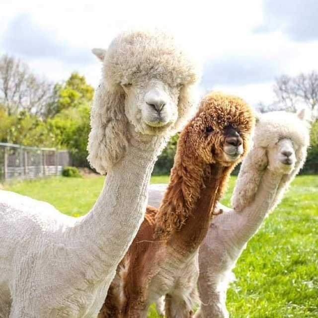 Three alpacas on picture
