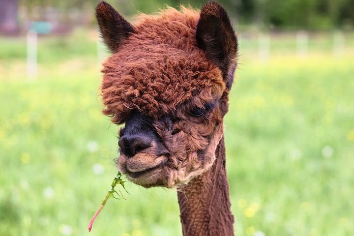 Do alpacas spit at people?